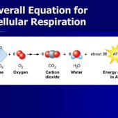 The Correct Chemical Equation For Cellular Respiration Is