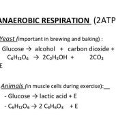 Word Equation For Anaerobic Cell Respiration In Humans