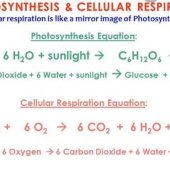 Write Out The Chemical Equations For Photosynthesis And Aerobic Cellular Respiration