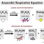 Balanced Chemical Equation For Anaerobic Respiration In Animals