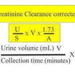Creatinine Clearance Equation 24 Hour Urine