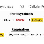 Equation Of Photosynthesis And Cellular Respiration