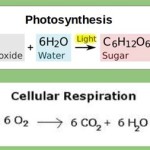 Equation Of Photosynthesis And Cellular Respiration
