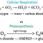 How Do The Chemical Equations For Photosynthesis And Cellular Respiration Compare