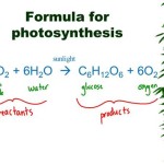 Write The Equation For Photosynthesis