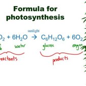Overall Photosynthesis Equation Products