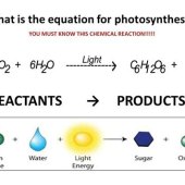 Photosynthesis Equation Products And Reactants