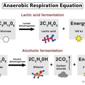 What Is The Correct Word Equation For Anaerobic Respiration In Animals
