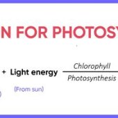 Write The Equation For Photosynthesis Class 10